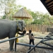 “สวนสัตว์ขอนแก่น”-จัดพิธีบายศรี-สู่ขวัญ-รับขวัญช้าง-(พังจิ๋ม)-สู่บ้านหลังใหม่-–-บ้านเมือง