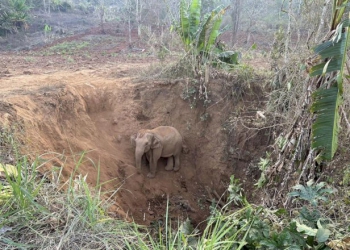 กรมอุทยานฯ-ช่วยเหลือช้างป่าแม่ลูกที่ตกหลุมยุบได้แล้ว